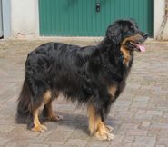 Bild von Satchmo vom Kloster Rohrbach