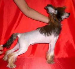 Dogland Happy Ulan Oks Company Dogland Happy Ulan Oks Company