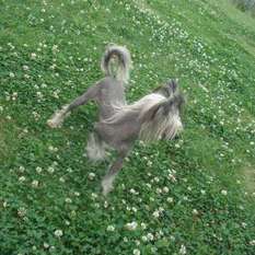 Charuyuschiy Soblazn Fleri Charuyuschiy Soblazn Fleri