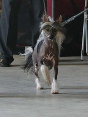Iwokey De L'orée Des Rêves Iwokey De L'orée Des Rêves