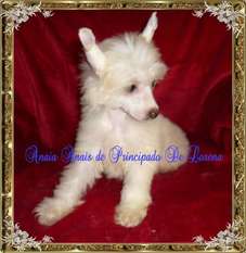 Anais Anais De Principado De Lorena Anais Anais De Principado De Lorena