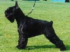 Jamara Black de Furioso Jamara Black de Furioso