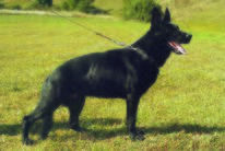 Xarto Policia