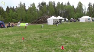 Vassruggens Älga Mildir Vassruggens Älga Mildir