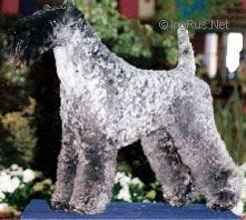 El Tukan Azul De Chapeau Terrier El Tukan Azul De Chapeau Terrier