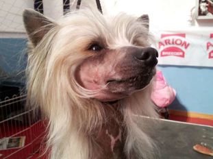 Made In Debandedogge Made In Debandedogge