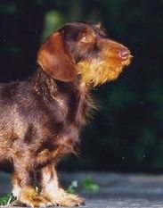 Maicka von Ossinuss Maicka von Ossinuss