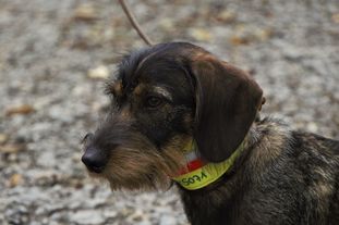 Oskar Paul vom Sauenjäger Oskar Paul vom Sauenjäger