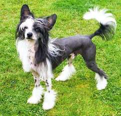 Dandy The Gentleman Black De Almamasan Dandy The Gentleman Black De Almamasan