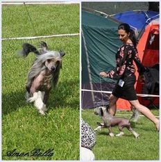 Golden Diamond Cresteds Alisha Golden Diamond Cresteds Alisha