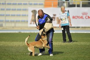 Cadha Force Canina Cadha Force Canina