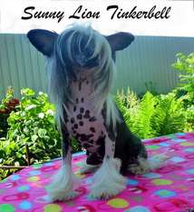 Sunny Lion Tinkerbell Sunny Lion Tinkerbell