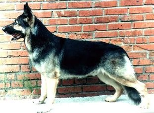 Blitskhaus Imidzh Yasso Teyl Blitskhaus Imidzh Yasso Teyl