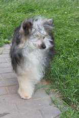 Avrora Del Azart Dog Avrora Del Azart Dog