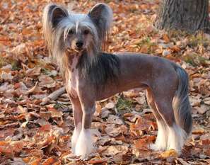 Del Terro Perros Roksi Del Terro Perros Roksi