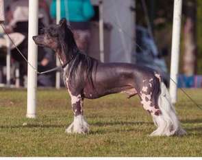 Mano Ponis Cercado Mano Ponis Cercado