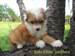 Solo Elider Galibiere Solo Elider Galibiere
