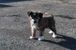 Little Dog Of Dream Gentleman Little Dog Of Dream Gentleman