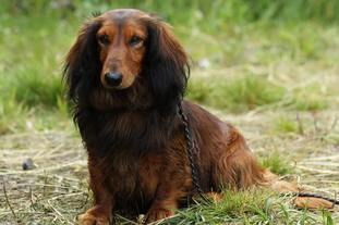 Sicher Freund Elliot Sicher Freund Elliot