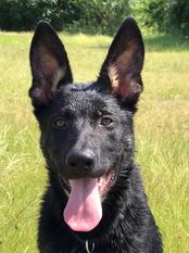 Cooper vom Selenter See Cooper vom Selenter See