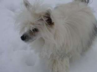 Ginger Des Picholines Ginger Des Picholines