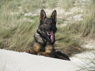 Ayla Canis Invictus Ayla Canis Invictus