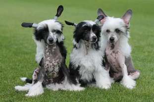 Dantes Little Gangstadogs Dantes Little Gangstadogs