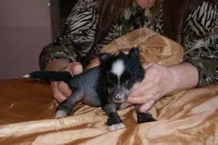 Vellar Pljus Bembi Vellar Pljus Bembi