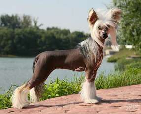 Dogland Happy Ovation Dogland Happy Ovation