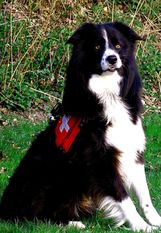 Balou von der Mühlbachquelle Balou von der Mühlbachquelle