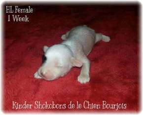 Kinder Shokobons De Le Chien Bourjois Kinder Shokobons De Le Chien Bourjois