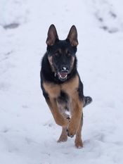 Brutus vom Pfaffenbachtal Brutus vom Pfaffenbachtal