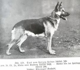 Curt von Herzog Hedan Curt von Herzog Hedan