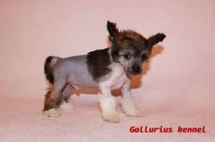 Gallurius Euro Dollar Money-money Gallurius Euro Dollar Money-money