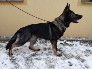 Nikita z Berounské bašty Nikita z Berounské bašty