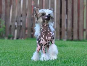 Mano Ponis Crockett Mano Ponis Crockett