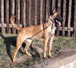 X'Arya de l'origine de faucon rouge X'Arya de l'origine de faucon rouge