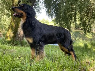 Dana von Armonia Dana von Armonia