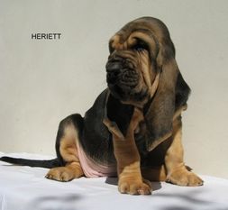 Heriett z Podjeřmanské skály Heriett z Podjeřmanské skály