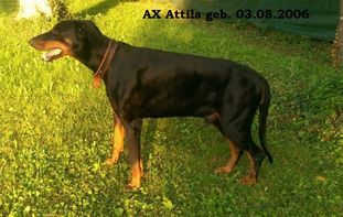 Ataraxie's Attila Ataraxie's Attila
