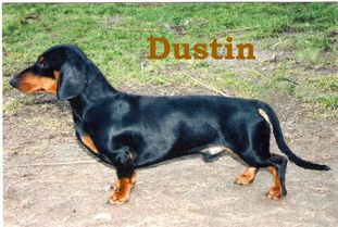 Dustin vom Rehsprung Dustin vom Rehsprung