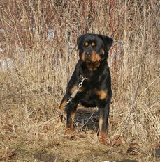Rottguardian Fanny Rottguardian Fanny