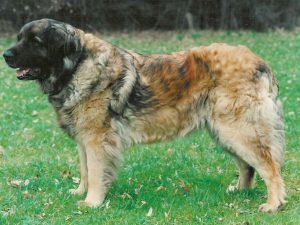 Hera Löwe V. Württemberg Hera Löwe V. Württemberg