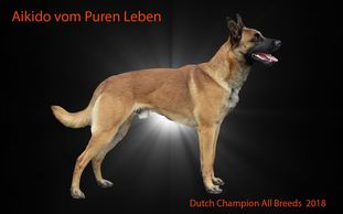 Aikido vom puren Leben Aikido vom puren Leben