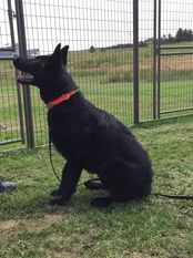 Zegan vom Bredehoeft Zegan vom Bredehoeft