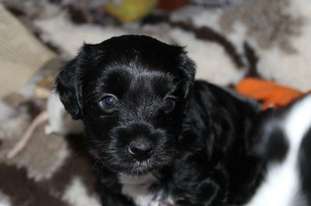 Chinespaws Black Shadow Chinespaws Black Shadow