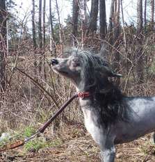 Rugen Miko Illiada Rugen Miko Illiada