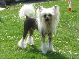 Caspar Von Dolce Diamante Caspar Von Dolce Diamante