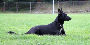 Be-Q Black Highspeed Devil Be-Q Black Highspeed Devil