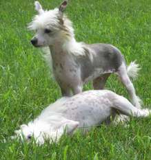 Pixietail Charlie Brown Pixietail Charlie Brown